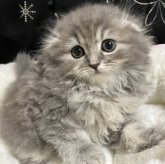 スコティッシュフォールド(折れ耳)