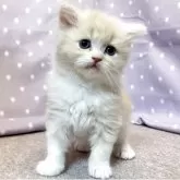 スコティッシュフォールド(立ち耳)