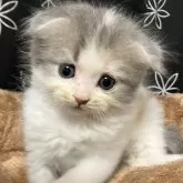 スコティッシュフォールド(折れ耳)
