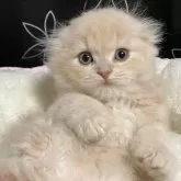 スコティッシュフォールド(折れ耳)