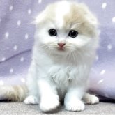 スコティッシュフォールド(折れ耳)
