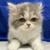 スコティッシュフォールド(立ち耳)