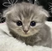 スコティッシュフォールド(折れ耳)【三重県・女の子・2025年9月19日・ブルー&ホワイト】の写真4