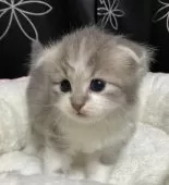 スコティッシュフォールド(折れ耳)【三重県・男の子・2025年9月19日・ブルー&ホワイト】の写真2