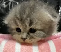 スコティッシュフォールド(折れ耳)【三重県・女の子・2025年8月22日・ダイリュートキャリコ】の写真5