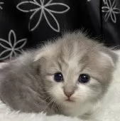 スコティッシュフォールド(折れ耳)【三重県・男の子・2025年9月19日・ブルー&ホワイト】の写真5