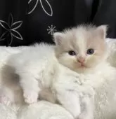 スコティッシュフォールド(立ち耳)【三重県・女の子・2025年8月22日・ダイリュートキャリコ】の写真8