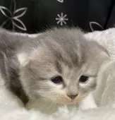 スコティッシュフォールド(折れ耳)【三重県・女の子・2025年8月22日・ダイリュートキャリコ】の写真8