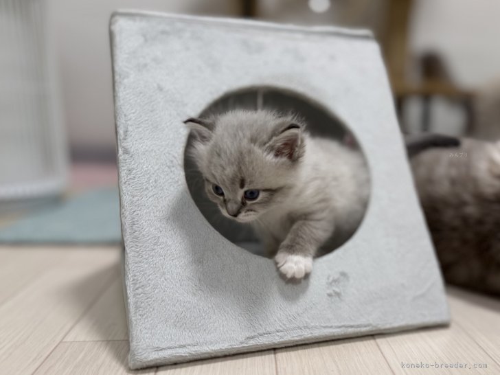 飯嶋裕子ブリーダーのブログ：遊んだり甘えに来たり🐱