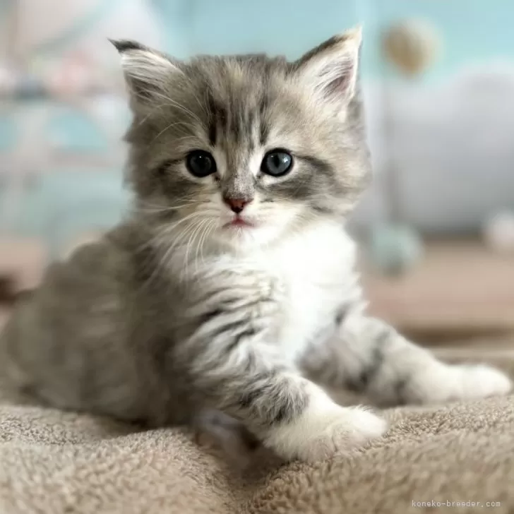 ID：2405-00415の子猫