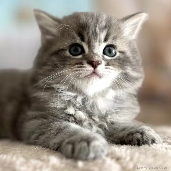 ID：2405-00410の子猫