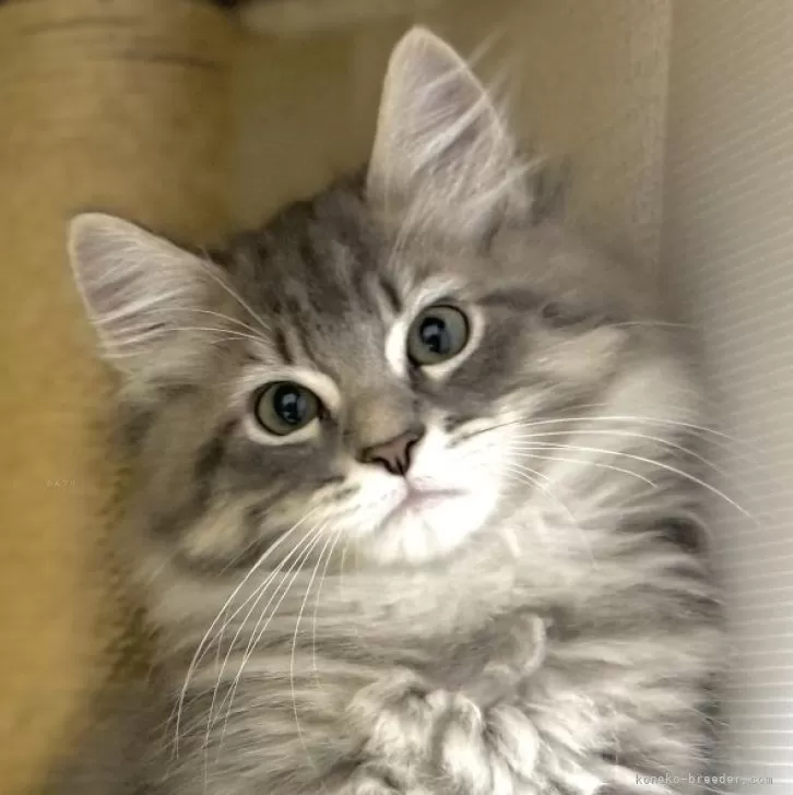 ID：2409-00665の子猫