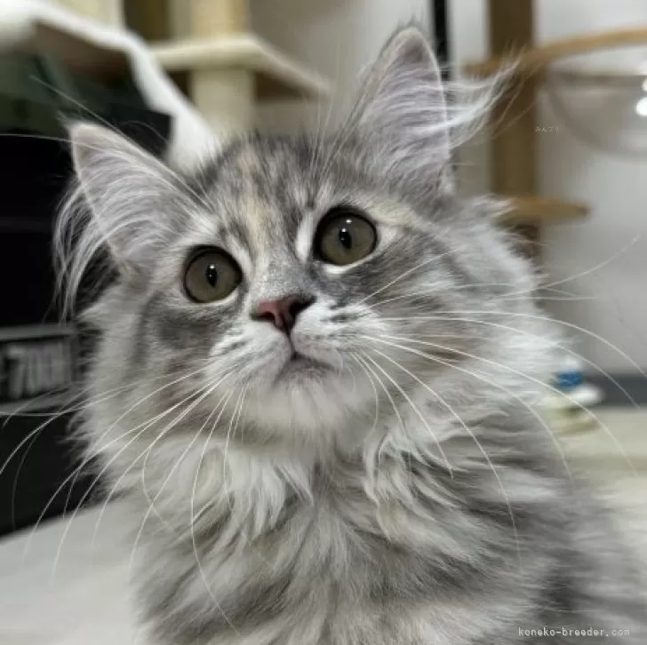 ID：2409-00658の子猫