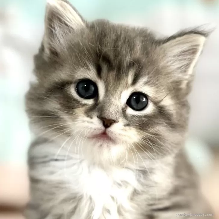 ID：2405-00413の子猫