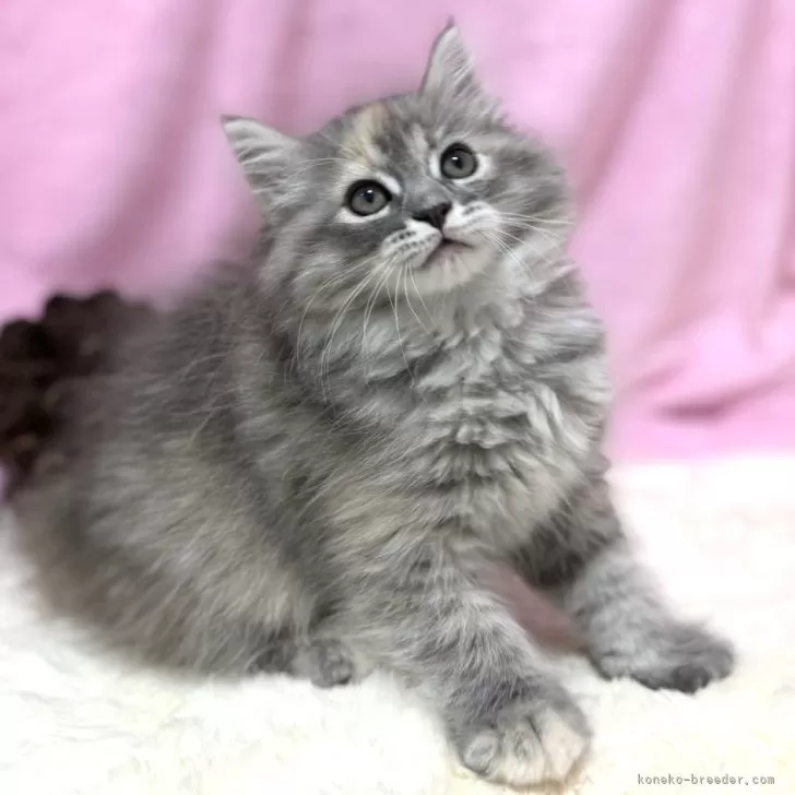 ID：2409-00657の子猫