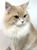 サイベリアン【・男の子・2022年6月10日・クリームカメオタビー&ホワイト】「童顔だけど凛々しい✨」