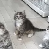 サイベリアン【千葉県・女の子・2025年4月29日・ブルーシルバーパッチドタビー&ホワイト】の写真6「猫じゃらしで遊んでもらってます」