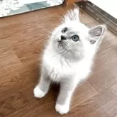 サイベリアン【千葉県・男の子・2025年4月16日・ブルーシルバーポイント&ホワイト】の写真8