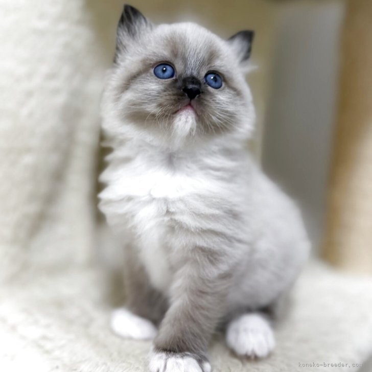 ブリーダー画像