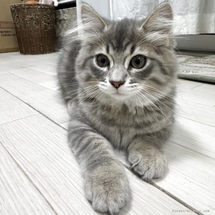ペインターネット ソフビ Painternet 猫 （希少） Yahoo!オークション -「painter」(創作、オリジナル