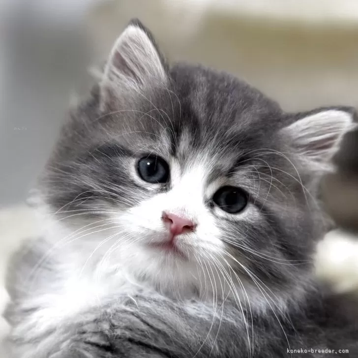 kano 様のお迎えした子猫