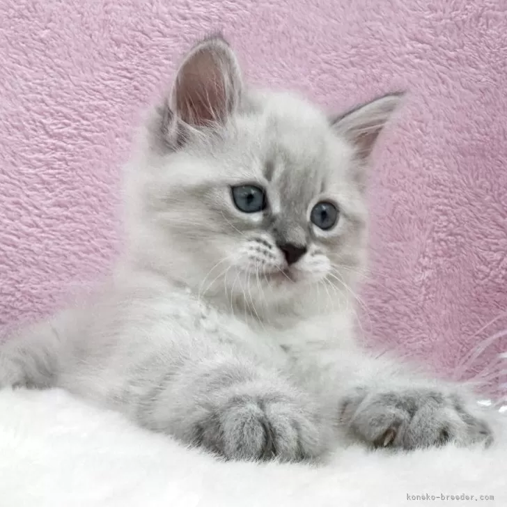ID:2506-03649の子猫