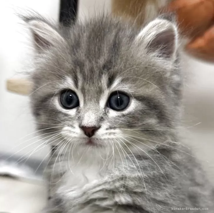 ID：2506-01559の子猫