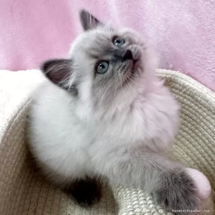 やま 様のお迎えした子猫