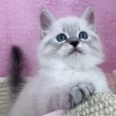 サイベリアン
