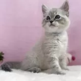 サイベリアン【千葉県・女の子・2025年5月3日・ブルーリンクスポイント】の写真1