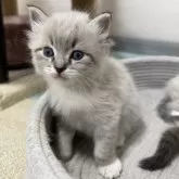 サイベリアン【千葉県・男の子・2025年11月1日・シールリンクスポイント&ホワイト】の写真2