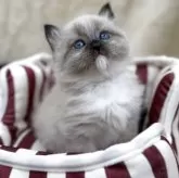 サイベリアン【千葉県・女の子・2025年11月1日・シールリンクスポイント】の写真2