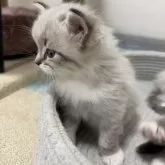 サイベリアン【千葉県・男の子・2025年11月1日・シールリンクスポイント&ホワイト】の写真3