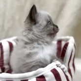 サイベリアン【千葉県・女の子・2025年11月1日・シールリンクスポイント】の写真3