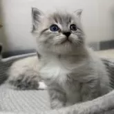 サイベリアン【千葉県・男の子・2025年11月1日・シールリンクスポイント&ホワイト】の写真5