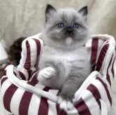 サイベリアン【千葉県・女の子・2025年11月1日・シールリンクスポイント】の写真5