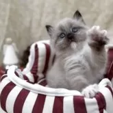 サイベリアン【千葉県・女の子・2025年11月1日・シールリンクスポイント】の写真6