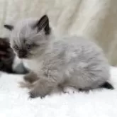 サイベリアン【千葉県・女の子・2025年11月1日・シールリンクスポイント】の写真7