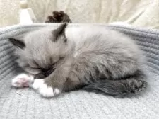 サイベリアン【千葉県・女の子・2025年11月1日・シールリンクスポイント】の写真8