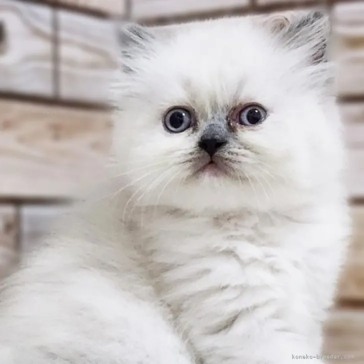 ID:2311-01929の子猫
