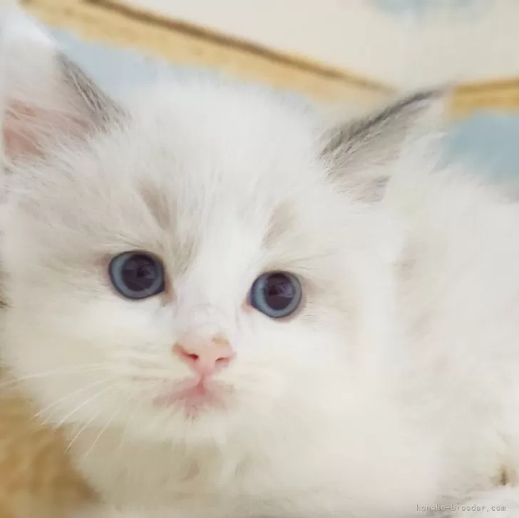 ID：2404-01441の子猫