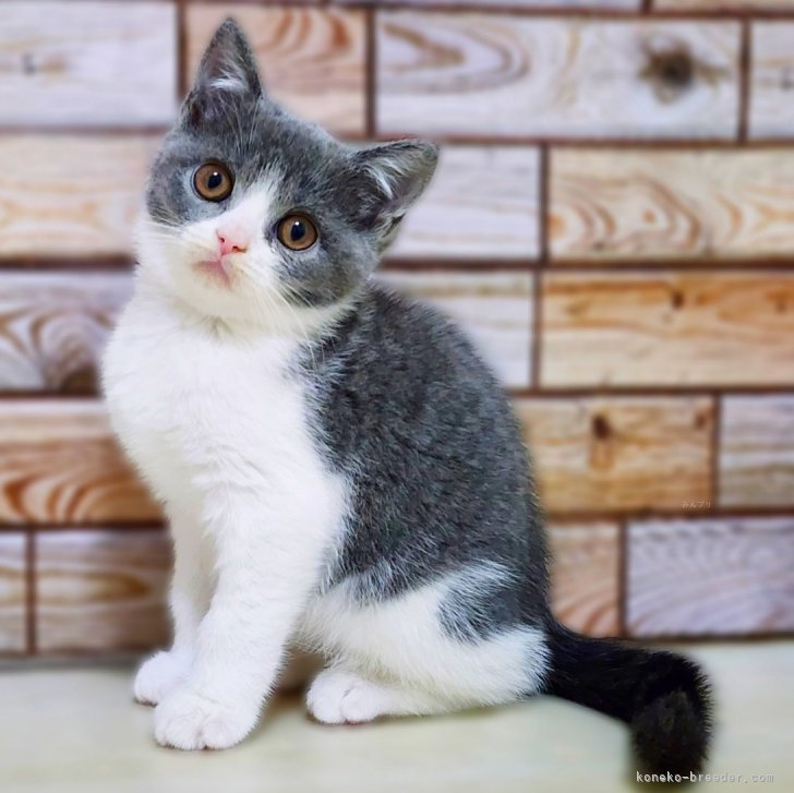 新品　unoa ねこちゃん　ショートスカート 新品 unoa ねこちゃん ショートスカート ミニスカート