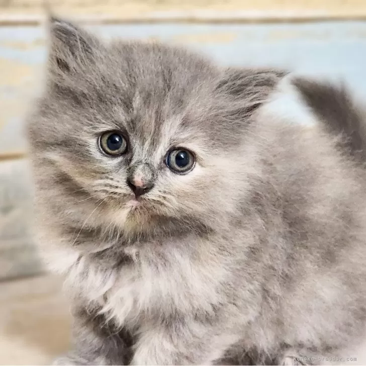 ID:2410-01686の子猫