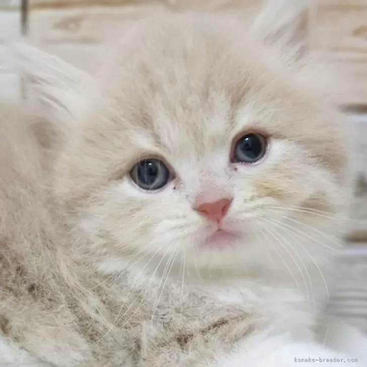 ID：2312-00644の子猫