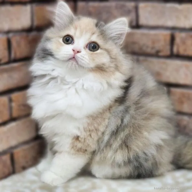 ID:2210-03123の子猫