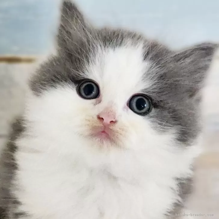 サイベリアン【神奈川県・男の子・2024年10月8日・ブルーホワイト】の写真1「📷①」