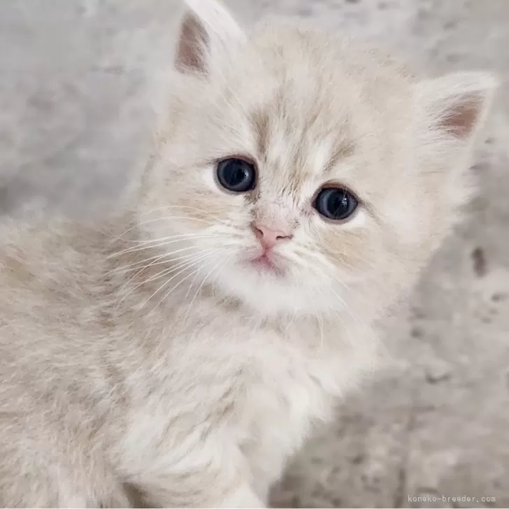 サイベリアン【神奈川県・男の子・2025年10月24日・クリームタビー】の写真1「📷①」