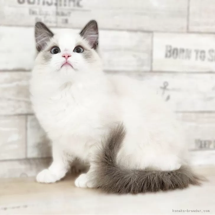 ID：2412-00248の子猫