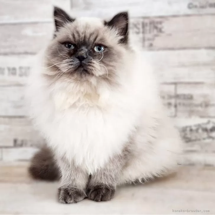 ID:2406-03011の子猫