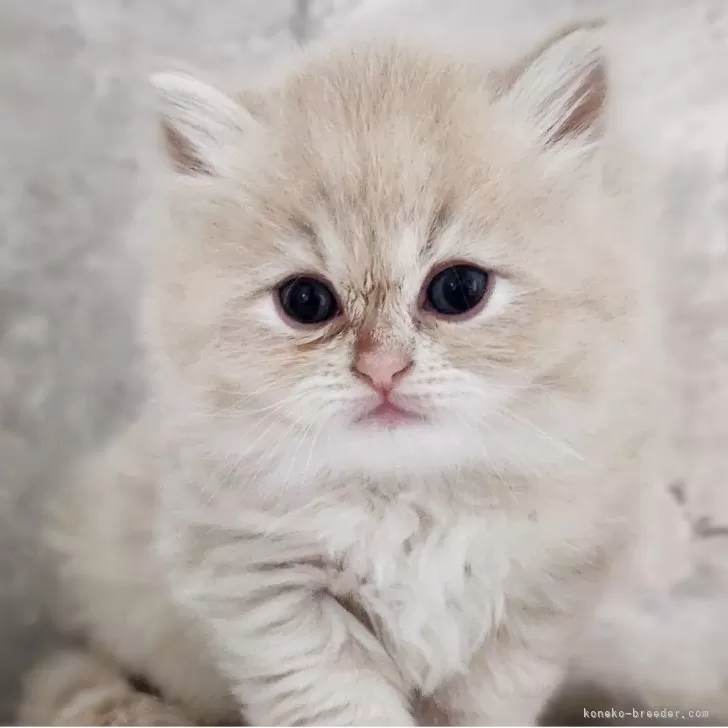 サイベリアン【神奈川県・女の子・2025年10月24日・クリームタビー】の写真1「📷①」